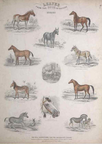 Reproducción/Reproduction 49749385246: Leaves from the book of nature,. Edinburgh :W.H. Lizars;[184-?]. 