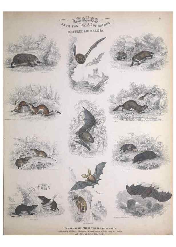 Reproducción/Reproduction 49749713702: Leaves from the book of nature,. Edinburgh :W.H. Lizars;[184-?]. 
