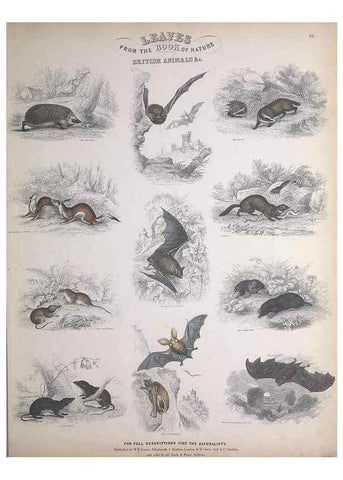 Reproducción/Reproduction 49749713702: Leaves from the book of nature,. Edinburgh :W.H. Lizars;[184-?]. 