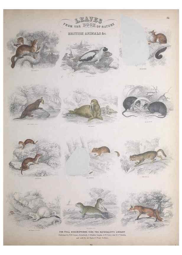 Reproducción/Reproduction 49748842973: Leaves from the book of nature,. Edinburgh :W.H. Lizars;[184-?]. 