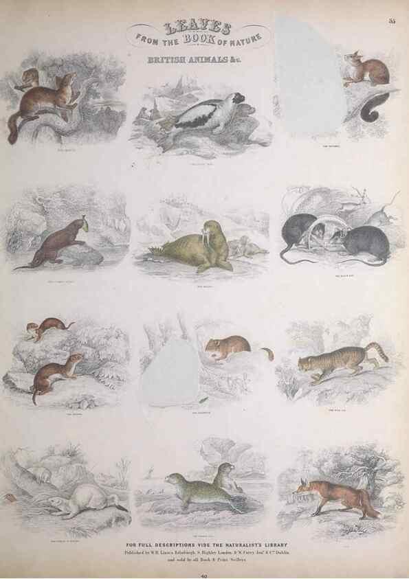 Reproducción/Reproduction 49748842973: Leaves from the book of nature,. Edinburgh :W.H. Lizars;[184-?]. 