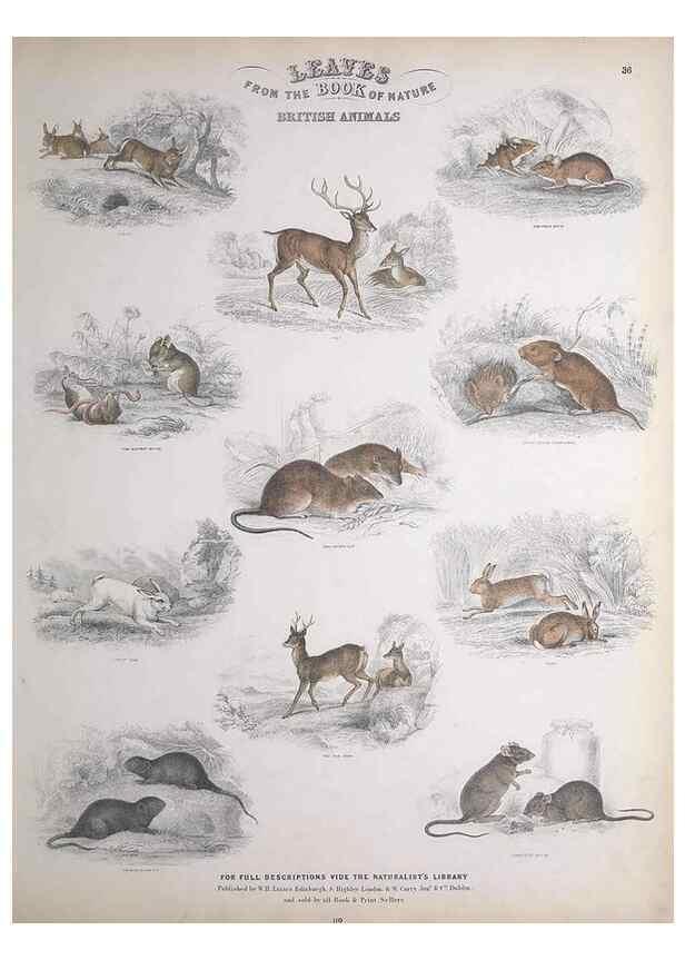 Reproducción/Reproduction 49748843148: Leaves from the book of nature,. Edinburgh :W.H. Lizars;[184-?]. 