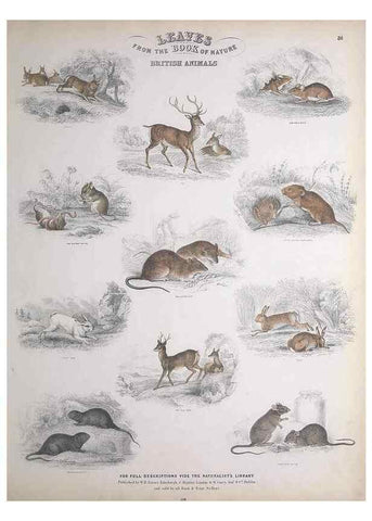 Reproducción/Reproduction 49748843148: Leaves from the book of nature,. Edinburgh :W.H. Lizars;[184-?]. 