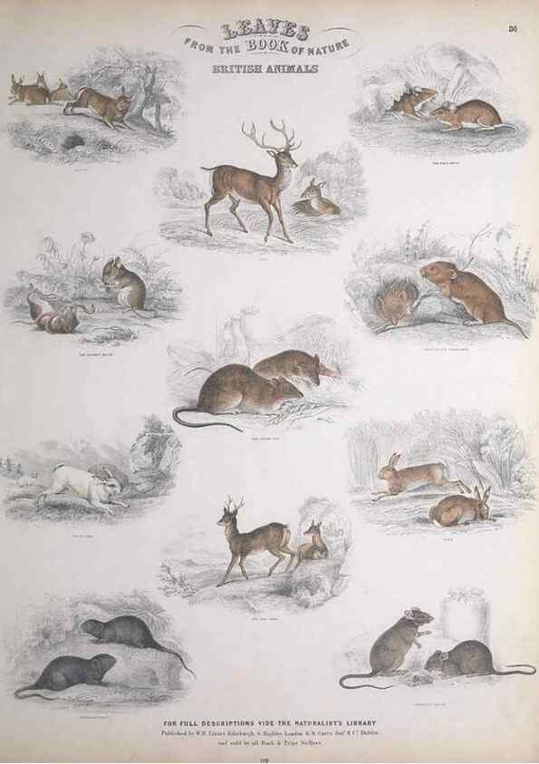 Reproducción/Reproduction 49748843148: Leaves from the book of nature,. Edinburgh :W.H. Lizars;[184-?]. 