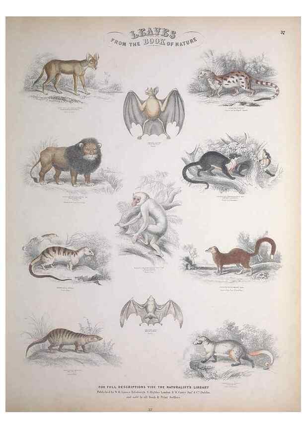 Reproducción/Reproduction 49749386011: Leaves from the book of nature,. Edinburgh :W.H. Lizars;[184-?]. 