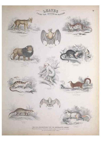 Reproducción/Reproduction 49749386011: Leaves from the book of nature,. Edinburgh :W.H. Lizars;[184-?]. 
