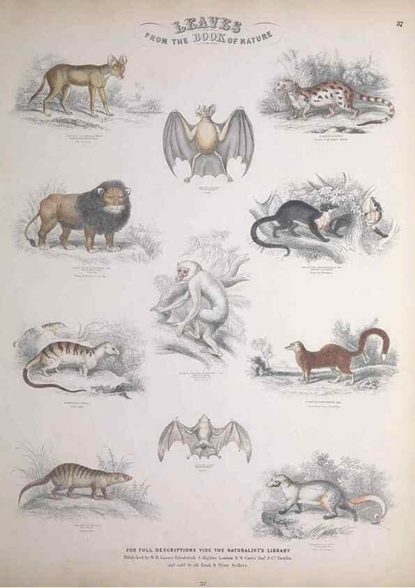 Reproducción/Reproduction 49749386011: Leaves from the book of nature,. Edinburgh :W.H. Lizars;[184-?]. 