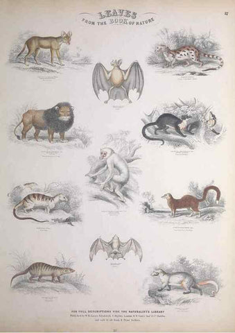 Reproducción/Reproduction 49749386011: Leaves from the book of nature,. Edinburgh :W.H. Lizars;[184-?]. 