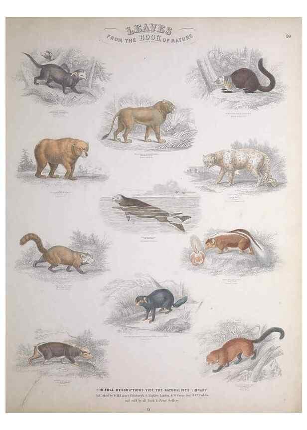 Reproducción/Reproduction 49749386161: Leaves from the book of nature,. Edinburgh :W.H. Lizars;[184-?]. 