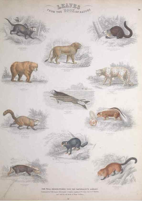 Reproducción/Reproduction 49749386161: Leaves from the book of nature,. Edinburgh :W.H. Lizars;[184-?]. 