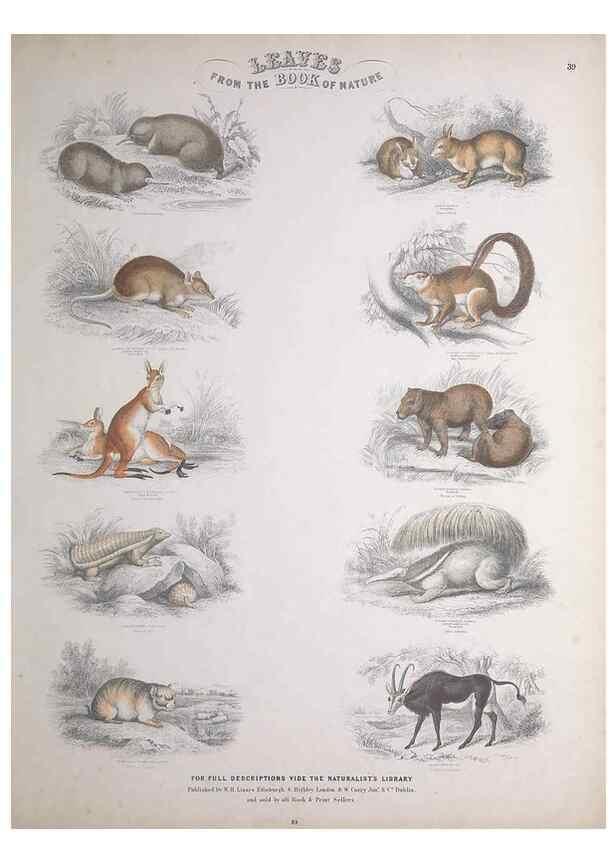 Reproducción/Reproduction 49749714577: Leaves from the book of nature,. Edinburgh :W.H. Lizars;[184-?]. 