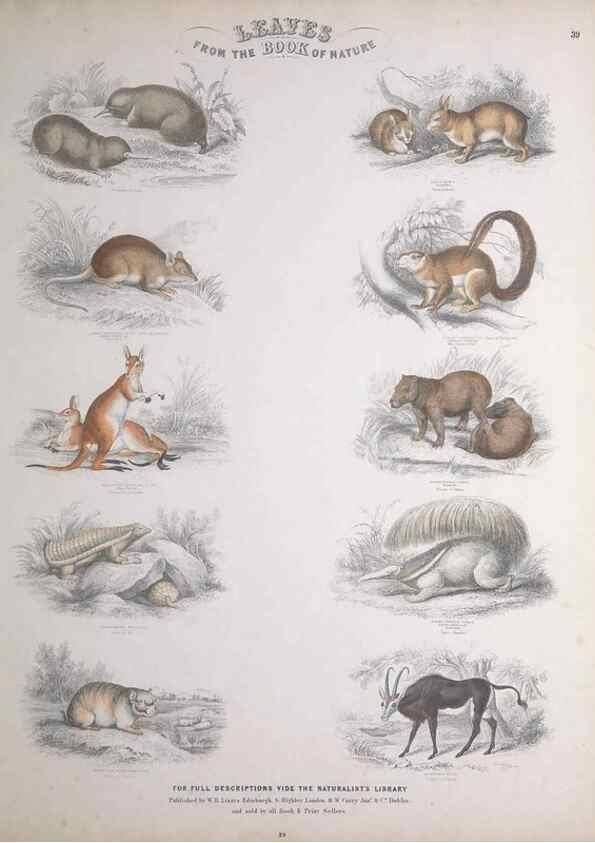 Reproducción/Reproduction 49749714577: Leaves from the book of nature,. Edinburgh :W.H. Lizars;[184-?]. 