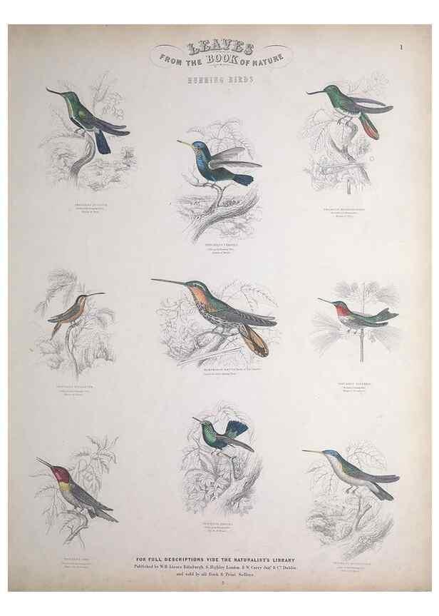 Reproducción/Reproduction 49748843913: Leaves from the book of nature,. Edinburgh :W.H. Lizars;[184-?]. 