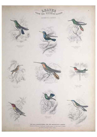 Reproducción/Reproduction 49748843913: Leaves from the book of nature,. Edinburgh :W.H. Lizars;[184-?]. 
