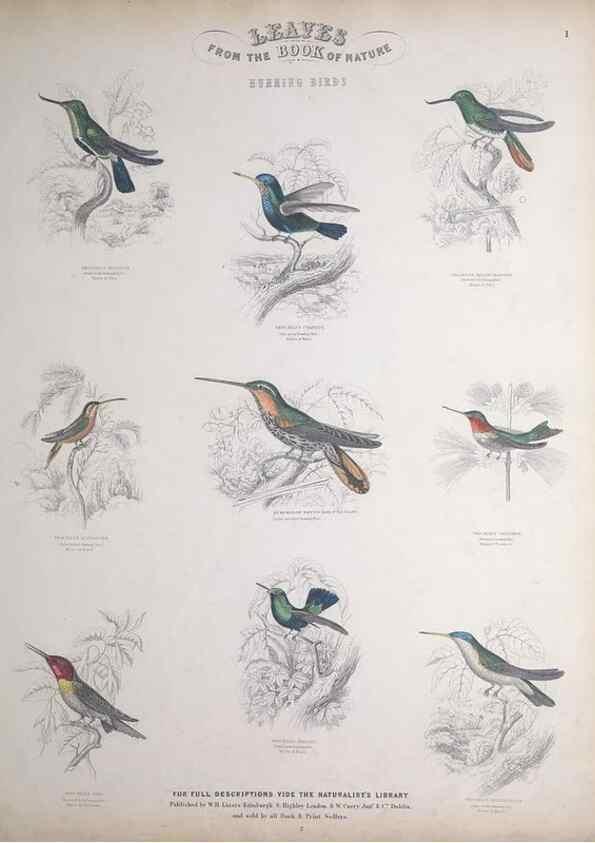 Reproducción/Reproduction 49748843913: Leaves from the book of nature,. Edinburgh :W.H. Lizars;[184-?]. 