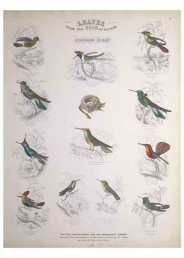 Reproducción/Reproduction 49748844098: Leaves from the book of nature,. Edinburgh :W.H. Lizars;[184-?]. 