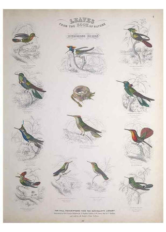Reproducción/Reproduction 49748844098: Leaves from the book of nature,. Edinburgh :W.H. Lizars;[184-?]. 