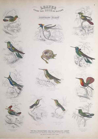 Reproducción/Reproduction 49748844098: Leaves from the book of nature,. Edinburgh :W.H. Lizars;[184-?]. 