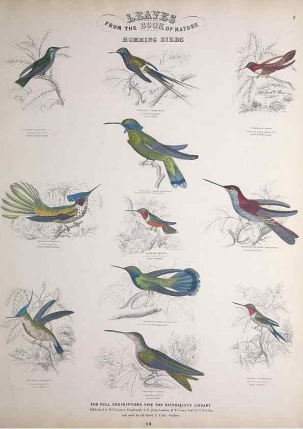Reproducción/Reproduction 49749387046: Leaves from the book of nature,. Edinburgh :W.H. Lizars;[184-?]. 