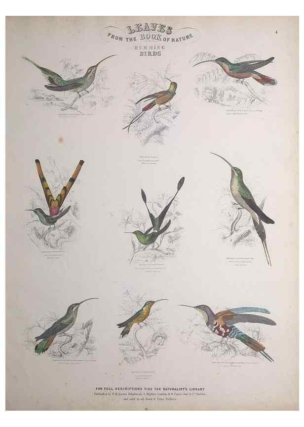 Reproducción/Reproduction 49748844438: Leaves from the book of nature,. Edinburgh :W.H. Lizars;[184-?]. 