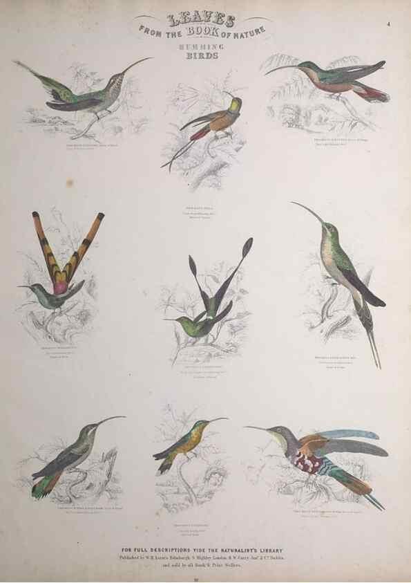 Reproducción/Reproduction 49748844438: Leaves from the book of nature,. Edinburgh :W.H. Lizars;[184-?]. 
