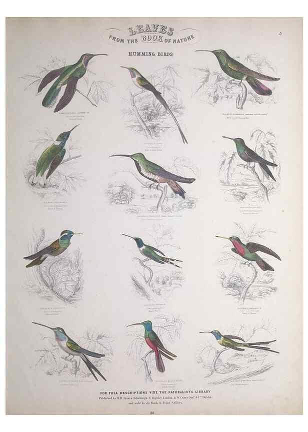 Reproducción/Reproduction 49749715442: Leaves from the book of nature,. Edinburgh :W.H. Lizars;[184-?]. 