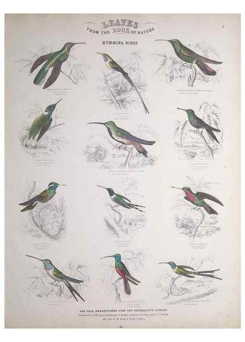 Reproducción/Reproduction 49749715442: Leaves from the book of nature,. Edinburgh :W.H. Lizars;[184-?]. 
