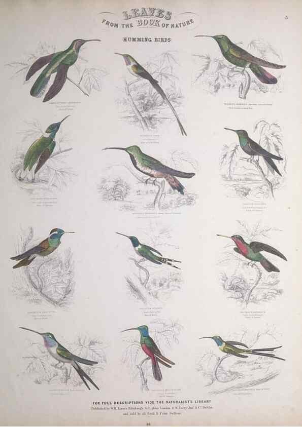 Reproducción/Reproduction 49749715442: Leaves from the book of nature,. Edinburgh :W.H. Lizars;[184-?]. 