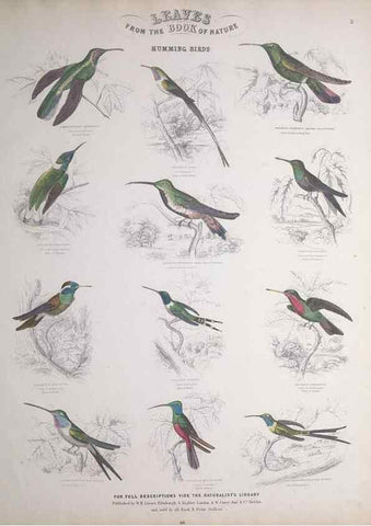 Reproducción/Reproduction 49749715442: Leaves from the book of nature,. Edinburgh :W.H. Lizars;[184-?]. 