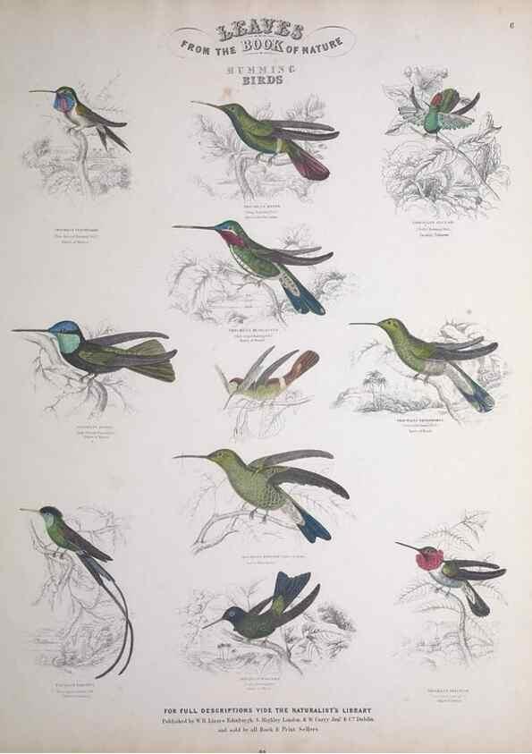 Reproducción/Reproduction 49749387571: Leaves from the book of nature,. Edinburgh :W.H. Lizars;[184-?]. 