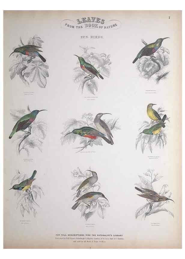 Reproducción/Reproduction 49749715942: Leaves from the book of nature,. Edinburgh :W.H. Lizars;[184-?]. 