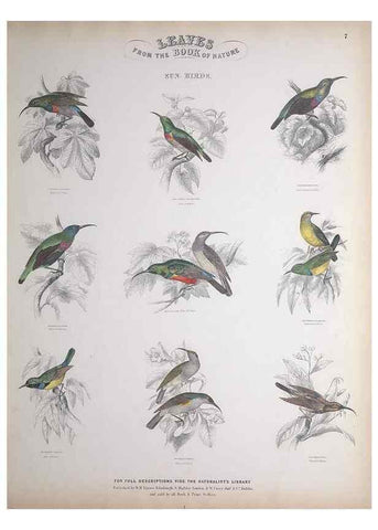 Reproducción/Reproduction 49749715942: Leaves from the book of nature,. Edinburgh :W.H. Lizars;[184-?]. 