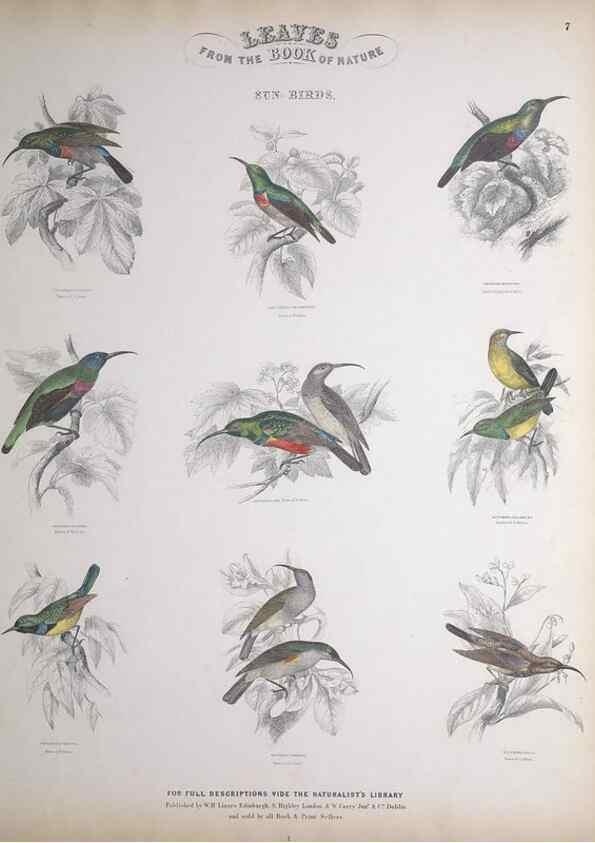 Reproducción/Reproduction 49749715942: Leaves from the book of nature,. Edinburgh :W.H. Lizars;[184-?]. 