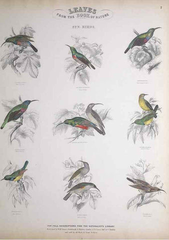 Reproducción/Reproduction 49749715942: Leaves from the book of nature,. Edinburgh :W.H. Lizars;[184-?]. 