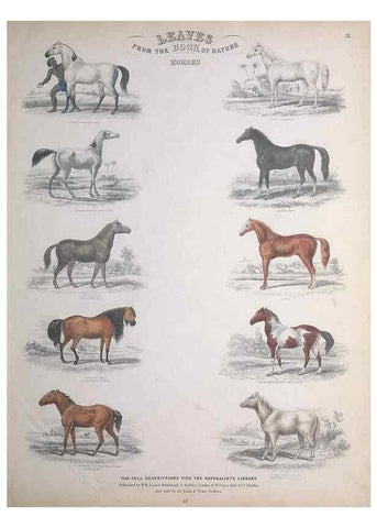 Reproducción/Reproduction 49749384841: Leaves from the book of nature,. Edinburgh :W.H. Lizars;[184-?]. 