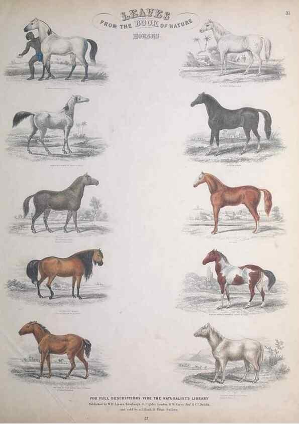 Reproducción/Reproduction 49749384841: Leaves from the book of nature,. Edinburgh :W.H. Lizars;[184-?]. 
