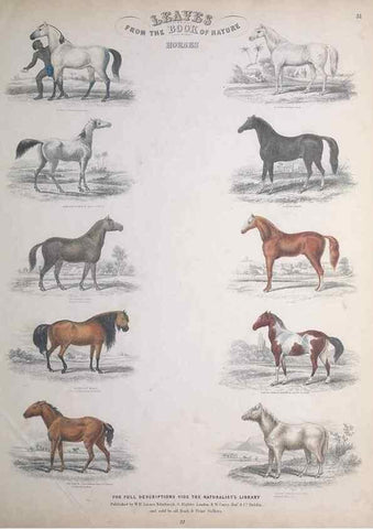 Reproducción/Reproduction 49749384841: Leaves from the book of nature,. Edinburgh :W.H. Lizars;[184-?]. 