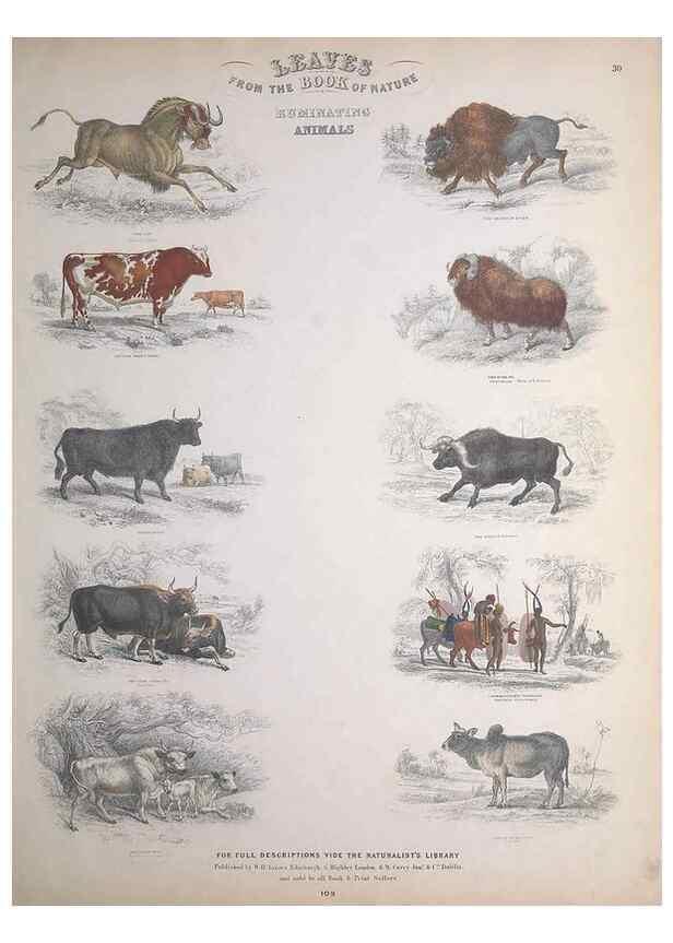 Reproducción/Reproduction 49748842223: Leaves from the book of nature,. Edinburgh :W.H. Lizars;[184-?]. 