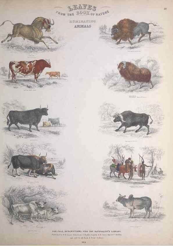 Reproducción/Reproduction 49748842223: Leaves from the book of nature,. Edinburgh :W.H. Lizars;[184-?]. 