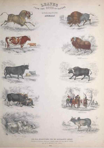 Reproducción/Reproduction 49748842223: Leaves from the book of nature,. Edinburgh :W.H. Lizars;[184-?]. 