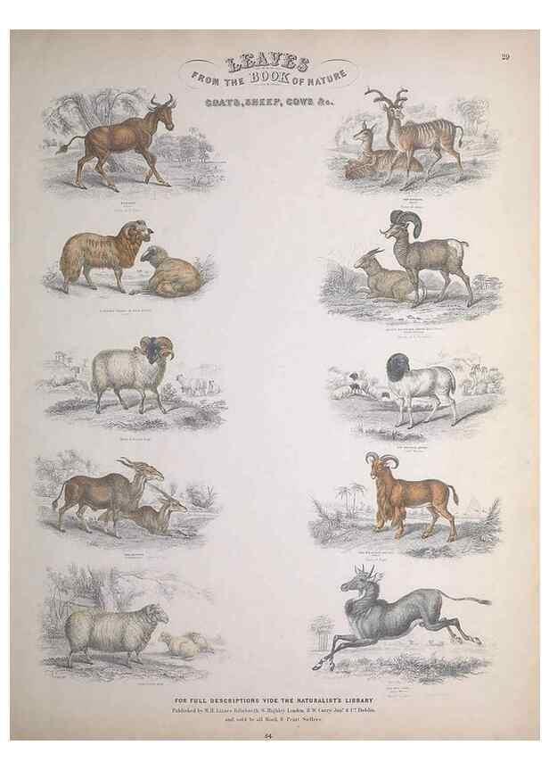 Reproducción/Reproduction 49749712822: Leaves from the book of nature,. Edinburgh :W.H. Lizars;[184-?]. 