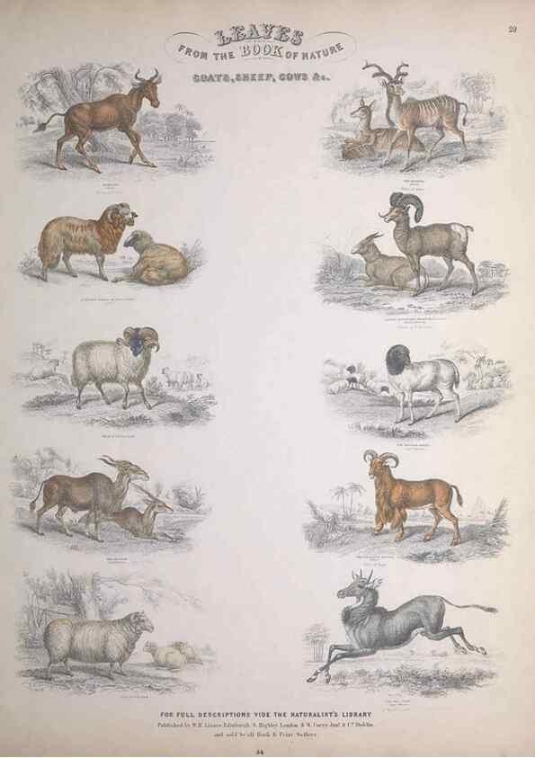 Reproducción/Reproduction 49749712822: Leaves from the book of nature,. Edinburgh :W.H. Lizars;[184-?]. 