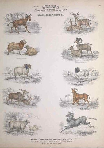 Reproducción/Reproduction 49749712822: Leaves from the book of nature,. Edinburgh :W.H. Lizars;[184-?]. 