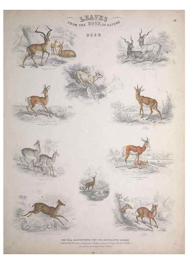 Reproducción/Reproduction 49748841823: Leaves from the book of nature,. Edinburgh :W.H. Lizars;[184-?]. 