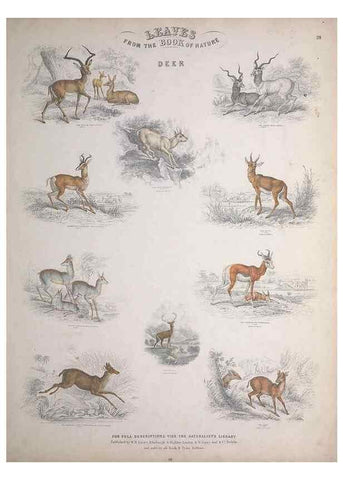 Reproducción/Reproduction 49748841823: Leaves from the book of nature,. Edinburgh :W.H. Lizars;[184-?]. 