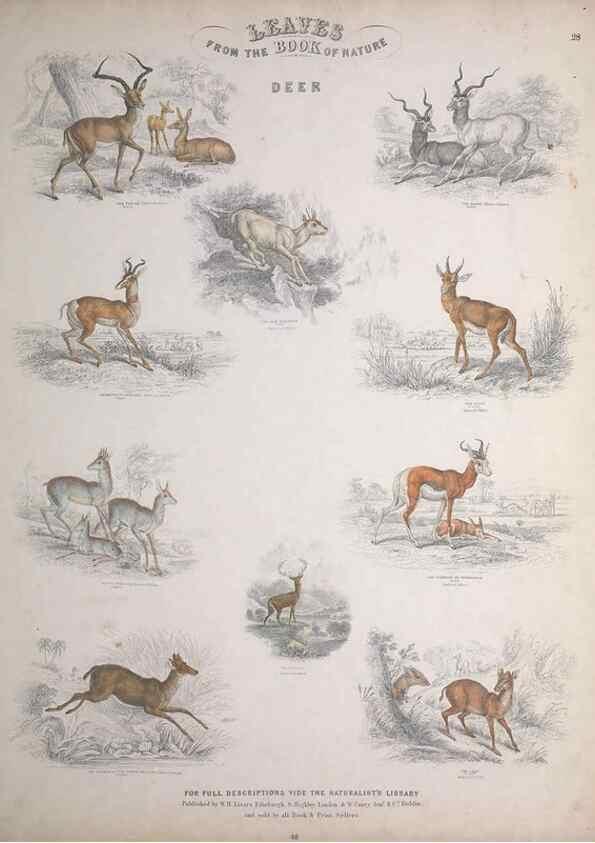 Reproducción/Reproduction 49748841823: Leaves from the book of nature,. Edinburgh :W.H. Lizars;[184-?]. 