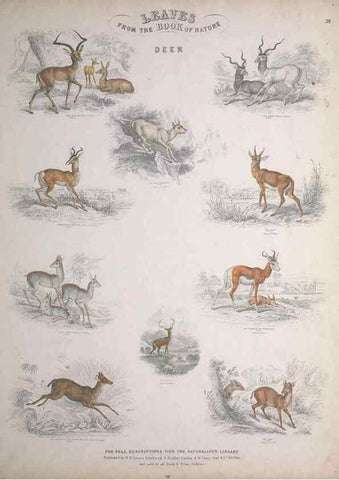 Reproducción/Reproduction 49748841823: Leaves from the book of nature,. Edinburgh :W.H. Lizars;[184-?]. 