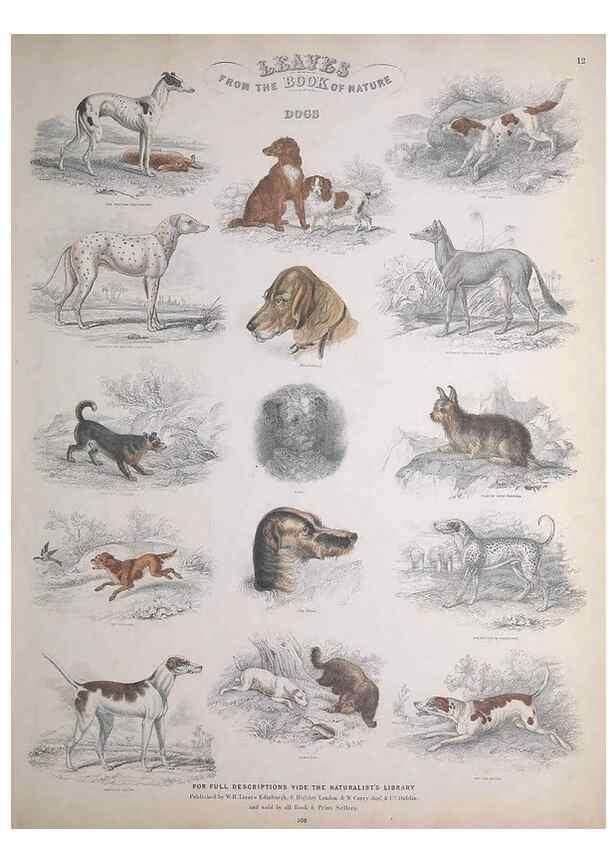 Reproducción/Reproduction 49748838328: Leaves from the book of nature,. Edinburgh :W.H. Lizars;[184-?]. 