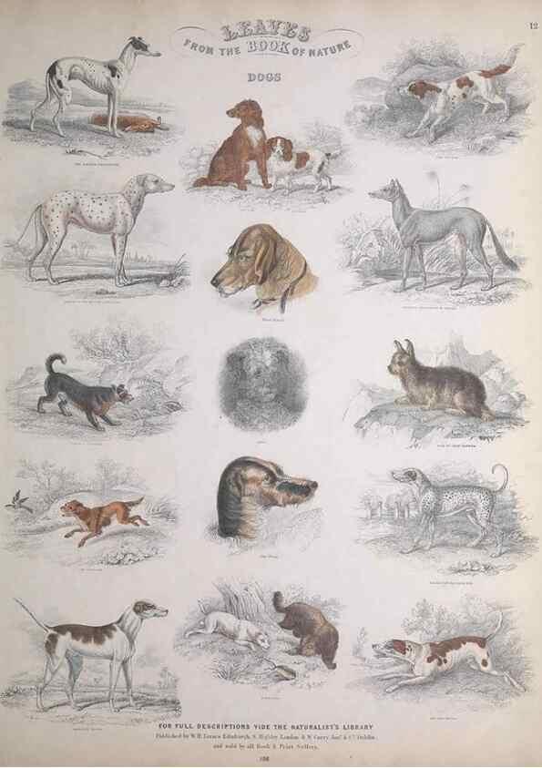 Reproducción/Reproduction 49748838328: Leaves from the book of nature,. Edinburgh :W.H. Lizars;[184-?]. 