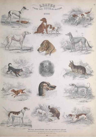 Reproducción/Reproduction 49748838328: Leaves from the book of nature,. Edinburgh :W.H. Lizars;[184-?]. 